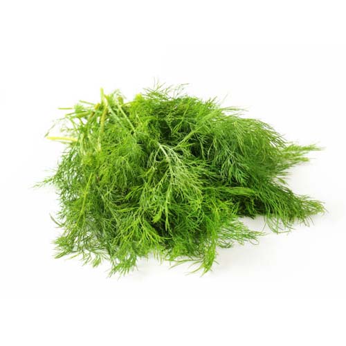 Dill Leaves
