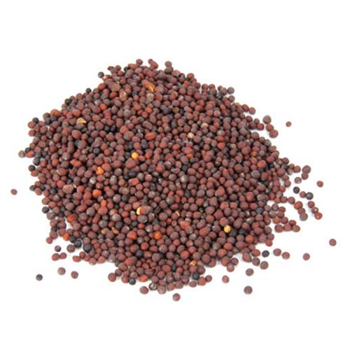 Mustard Seeds