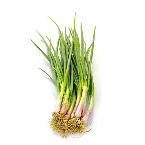 Spring Onion(Hara Pyaz)